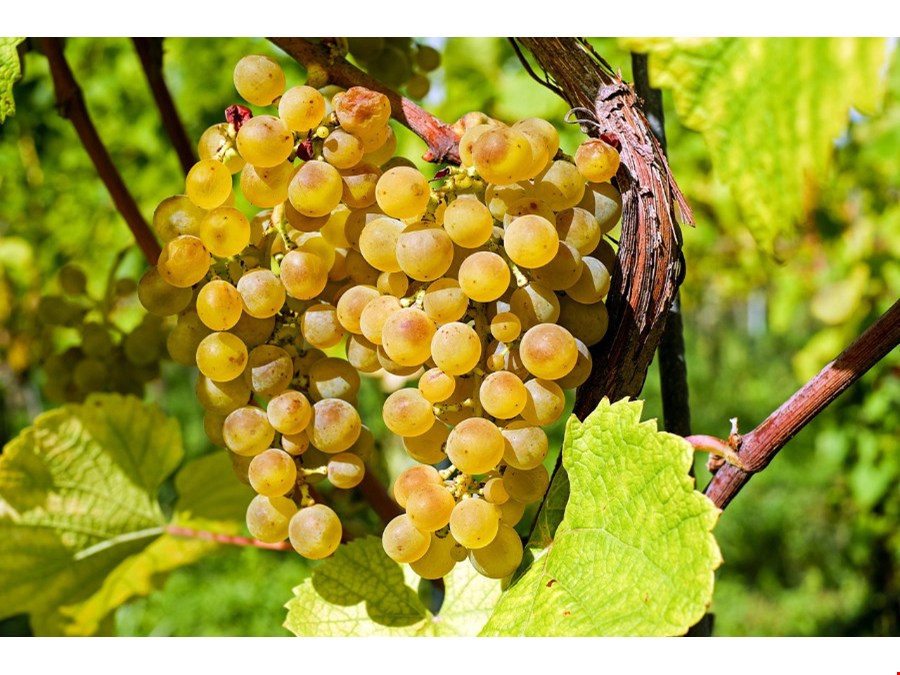 Wiese in Top-Lage für Weinanbau