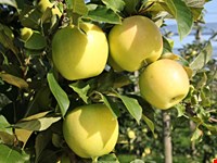 4.550 m2 Obstwiese in Kaltern zu verkaufen! 1