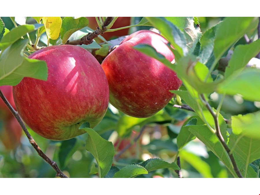 Obstbaugrund von 4246 m2 zu verkaufen